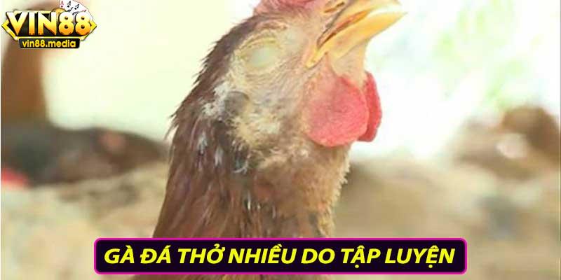 Gà đá thở nhiều do tập luyện